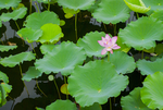 荷花 荷花池 池塘 洪湖公园