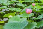 荷花 荷花池 池塘 洪湖公园