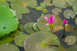 荷花 荷花池 池塘 洪湖公园