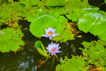 荷花 荷花池 池塘 洪湖公园