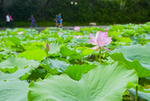 荷花 荷花池 池塘 洪湖公园