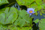 荷花 荷花池 池塘 洪湖公园