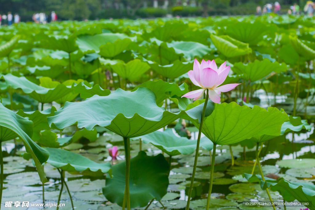 荷花 荷花池 池塘 洪湖公园