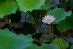 荷花 荷花池 池塘 洪湖公园