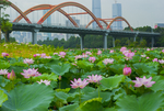 荷花 荷花池 池塘 洪湖公园