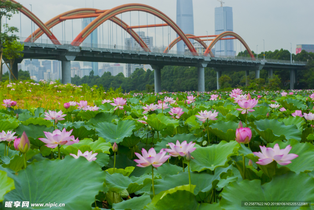 荷花 荷花池 池塘 洪湖公园