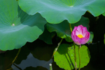 荷花 荷花池 池塘 洪湖公园