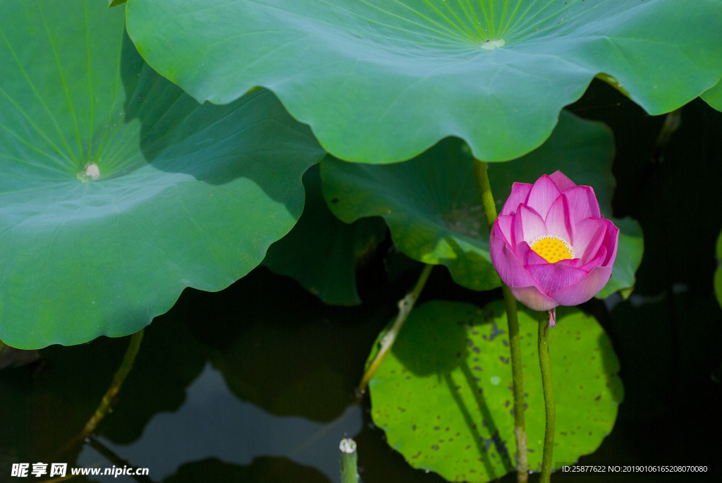 荷花 荷花池 池塘 洪湖公园