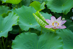 荷花 荷花池 池塘 洪湖公园