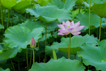 荷花 荷花池 池塘 洪湖公园