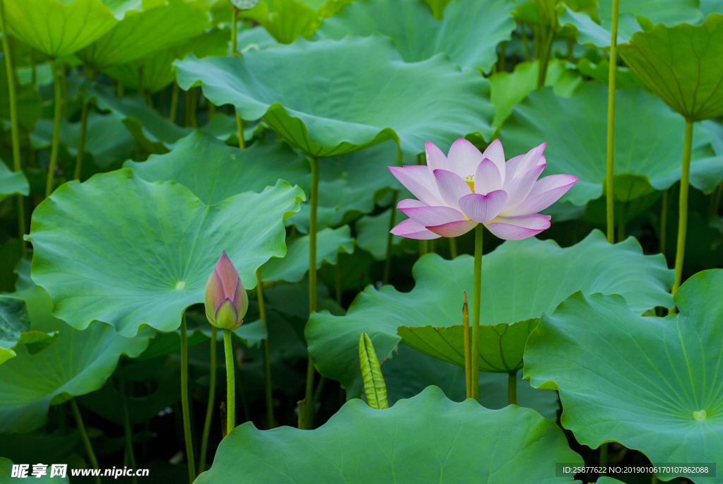 荷花 荷花池 池塘 洪湖公园