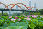 荷花 荷花池 池塘 洪湖公园