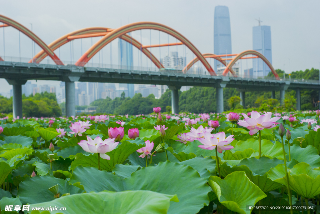 荷花 荷花池 池塘 洪湖公园