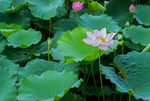 荷花 荷花池 池塘 洪湖公园