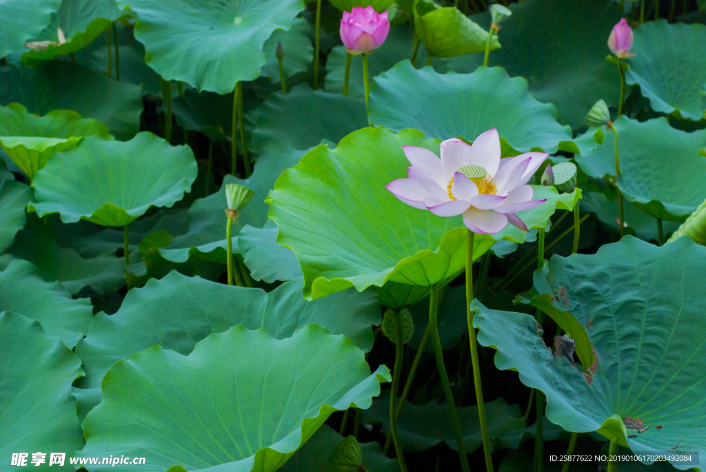 荷花 荷花池 池塘 洪湖公园