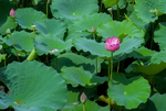 荷花 荷花池 池塘 洪湖公园