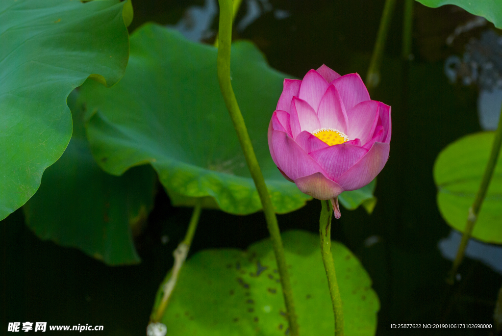 荷花 荷花池 池塘 洪湖公园