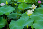 荷花 荷花池 池塘 洪湖公园