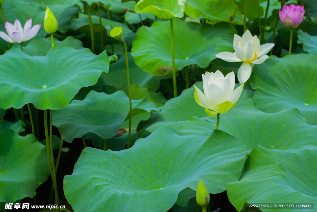 荷花 荷花池 池塘 洪湖公园