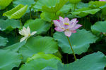 荷花 荷花池 池塘 洪湖公园