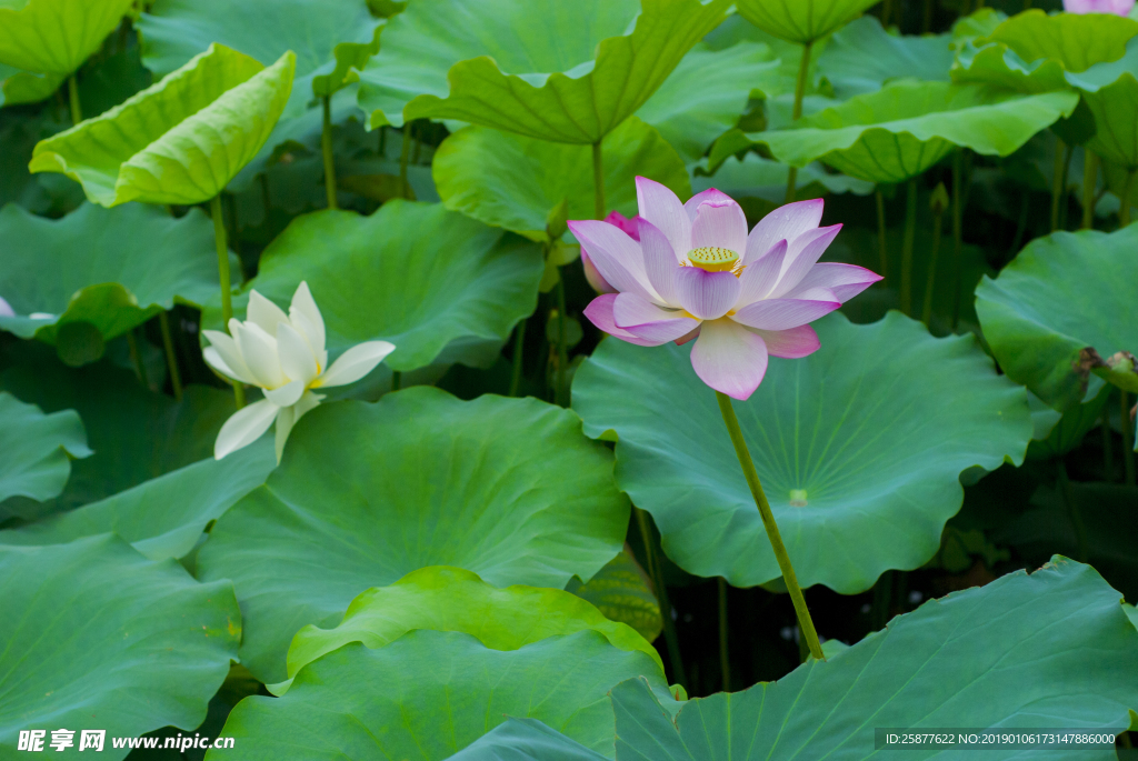 荷花 荷花池 池塘 洪湖公园