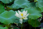 荷花 荷花池 池塘 洪湖公园