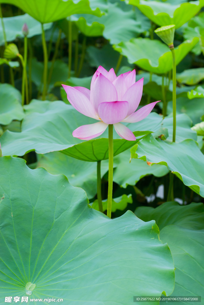 荷花 荷花池 池塘 洪湖公园