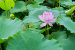 荷花 荷花池 池塘 洪湖公园