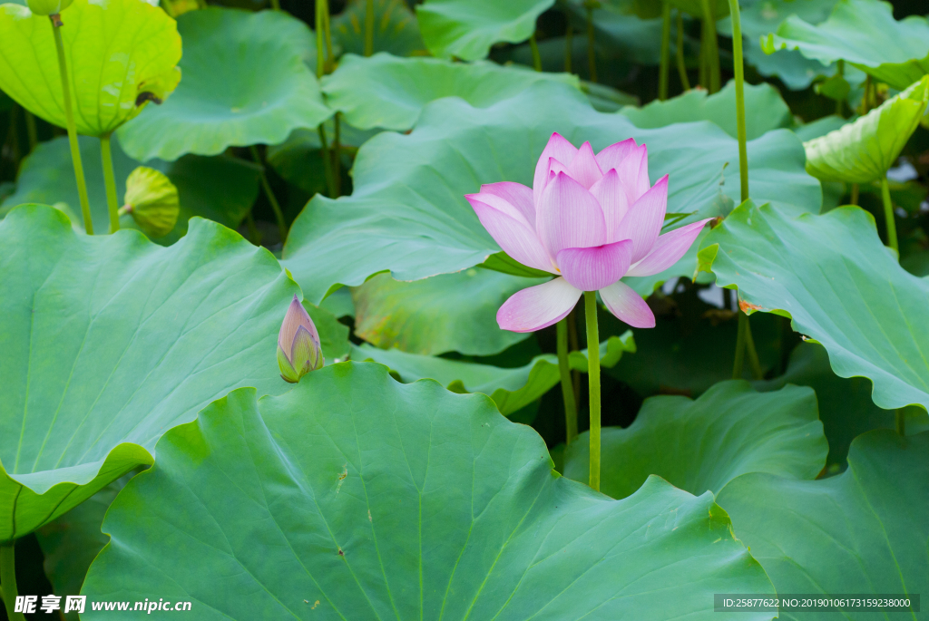 荷花 荷花池 池塘 洪湖公园