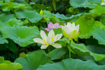 荷花 荷花池 池塘 洪湖公园