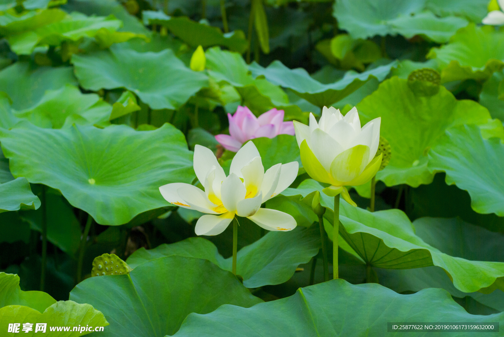 荷花 荷花池 池塘 洪湖公园