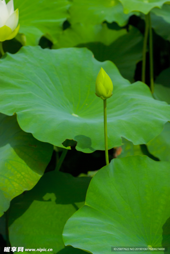 荷花 荷花池 池塘 洪湖公园