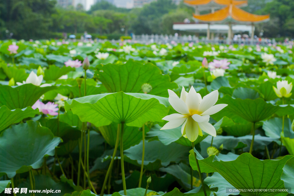 荷花 荷花池 池塘 洪湖公园