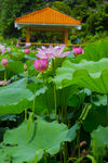 荷花 荷花池 池塘 洪湖公园