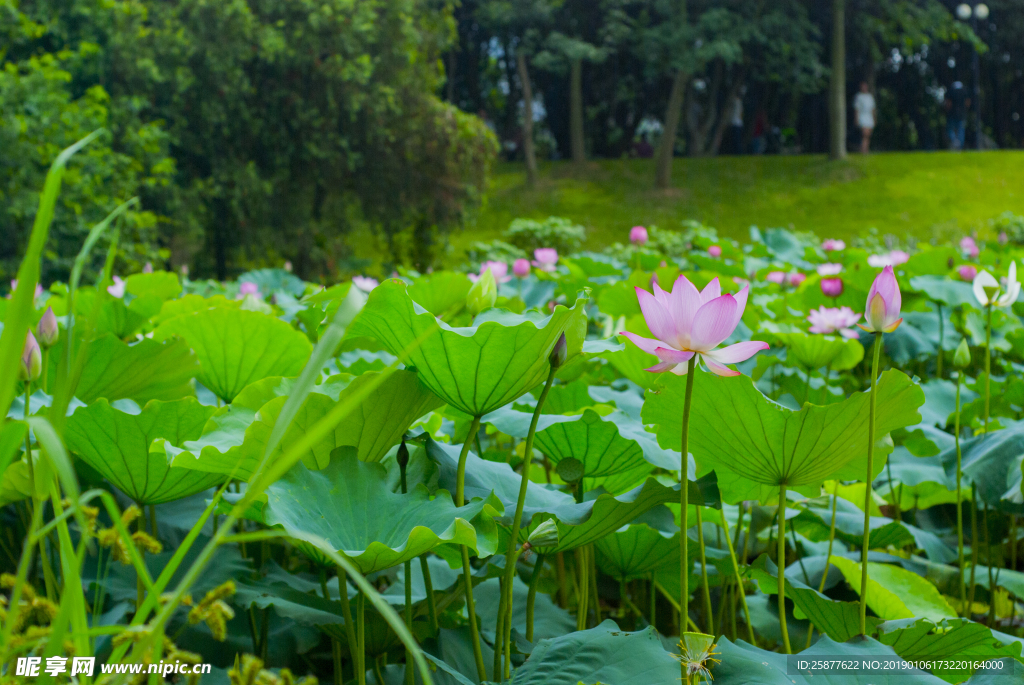 荷花 荷花池 池塘 洪湖公园