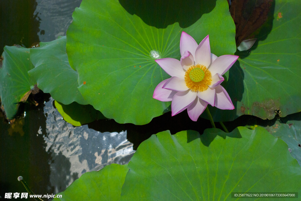 荷花 荷花池 池塘 洪湖公园