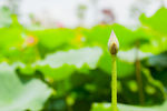 荷花 荷花池 池塘 洪湖公园