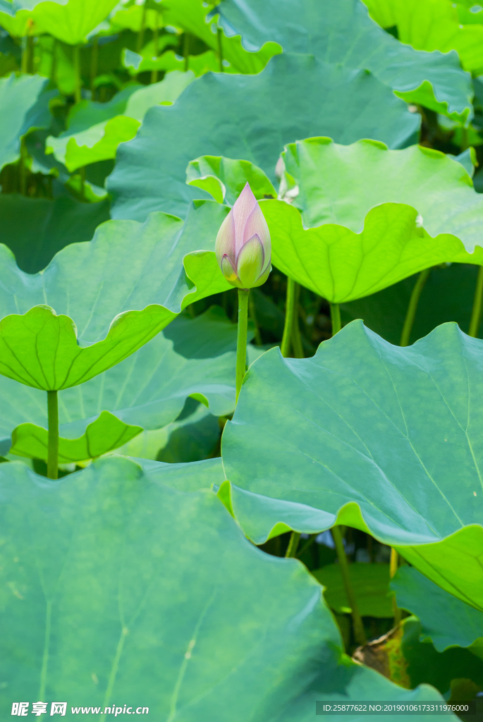 荷花 荷花池 池塘 洪湖公园