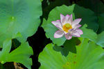 荷花 荷花池 池塘 洪湖公园