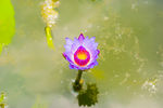 荷花 荷花池 池塘 洪湖公园