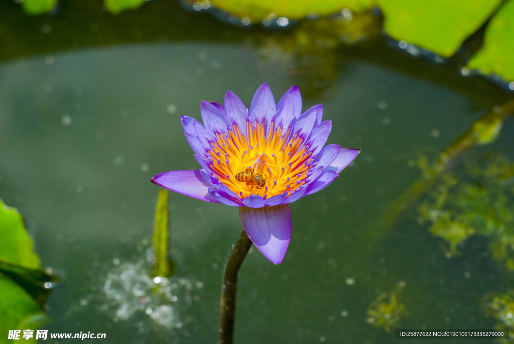 荷花 荷花池 池塘 洪湖公园