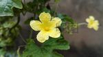 丝瓜花
