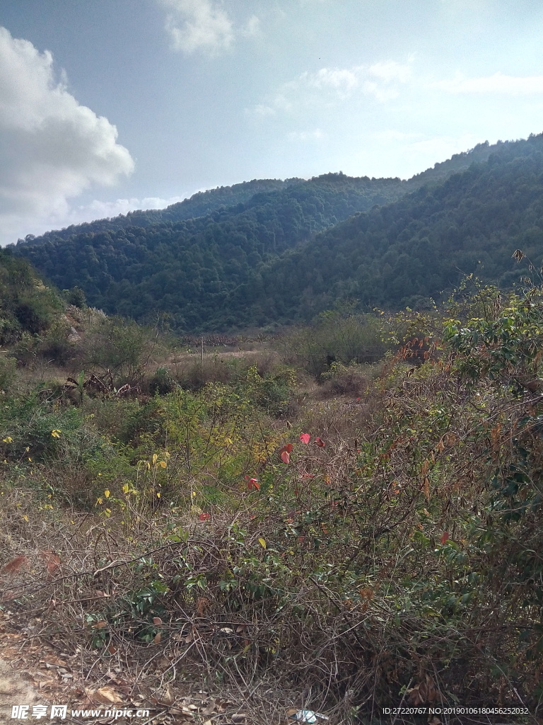 森林  风景