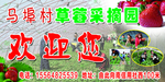 马埠村草莓采摘园欢迎您