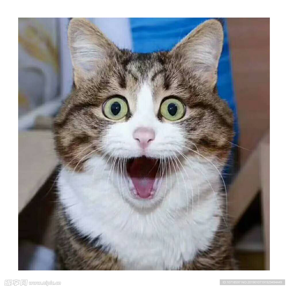 小花猫