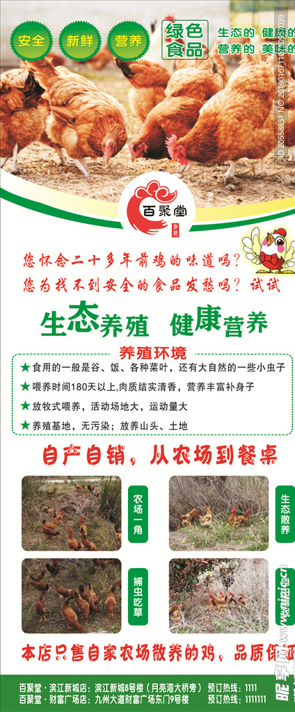 鸡养殖海报展架