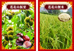 莲花山沃柑 A4铜板纸打印