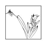 蜻蜓与花卉