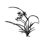 兰花