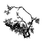 梅花